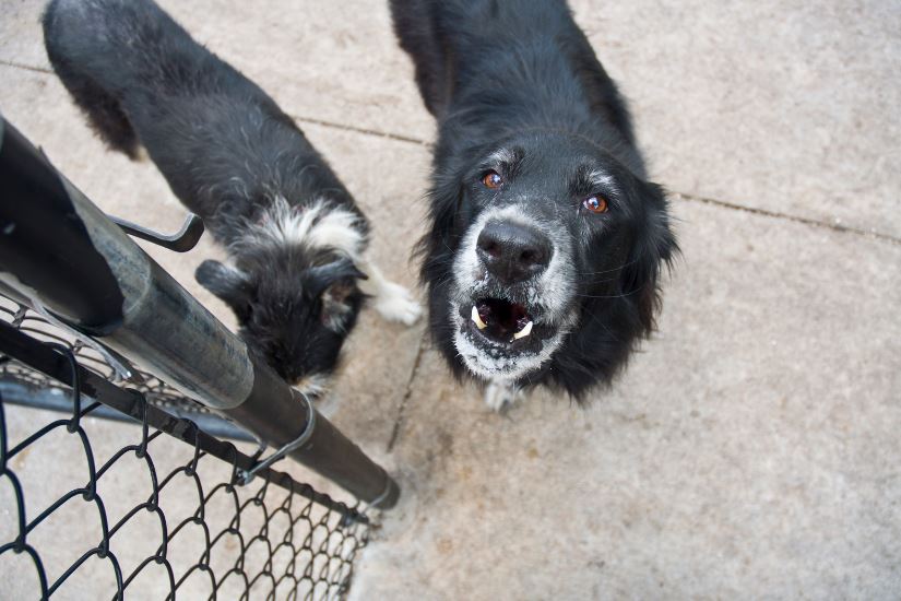 Comment porter plainte pour morsure de chien